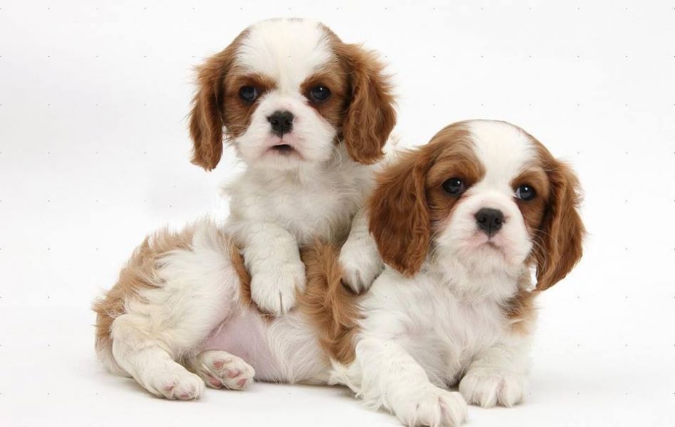 Cuccioli di cavalier king  ( per regalo )