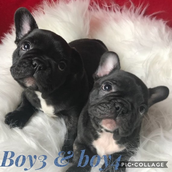 REGALO Cuccioli di Bulldog Francese