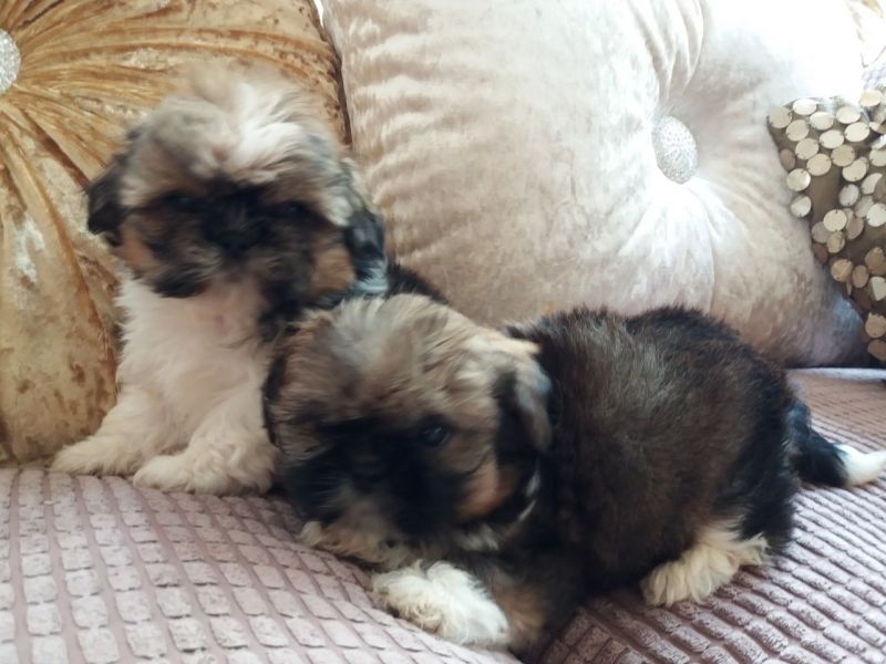 Cuccioli Shihtzu taglia piccola