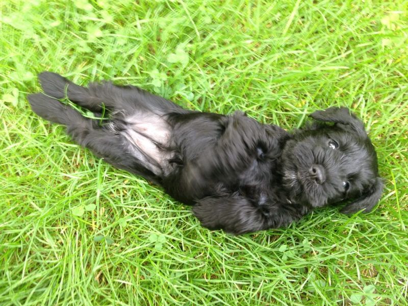  cuccioli di Miniature Schnauzer  per adozione ( regalo )