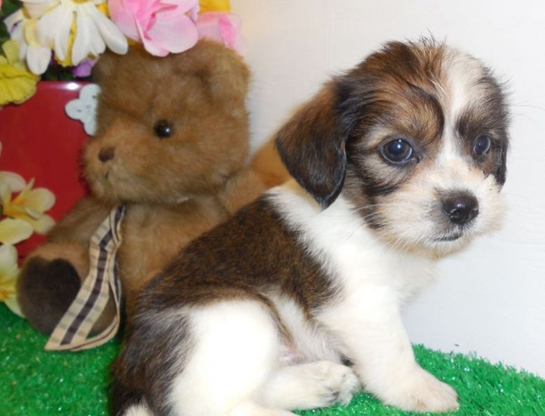  regalo cuccioli di beagle disponibili per l'adozione