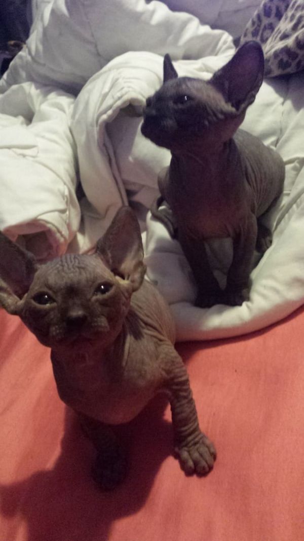 Molto bella e sani gattini Sphynx  per adozione maschi e femmine disponibili (gratis) per favore con