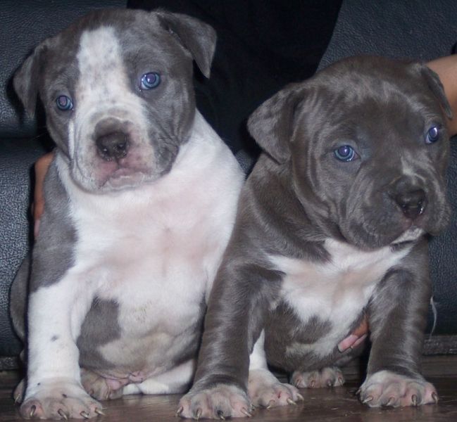 REGALO Bellissimi maschi e femmine PITBULL cuccioli