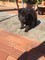 SHARPEI CUCCIOLI nero