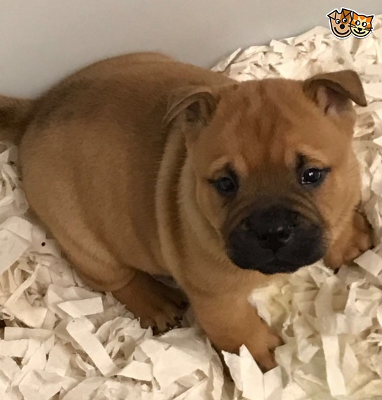 Adorabili cuccioli di chow chow femminucce e maschietti disponibili
