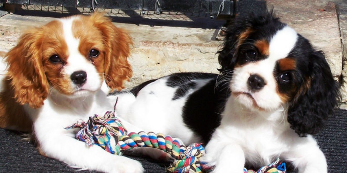Cucciolo di Cavalier King 