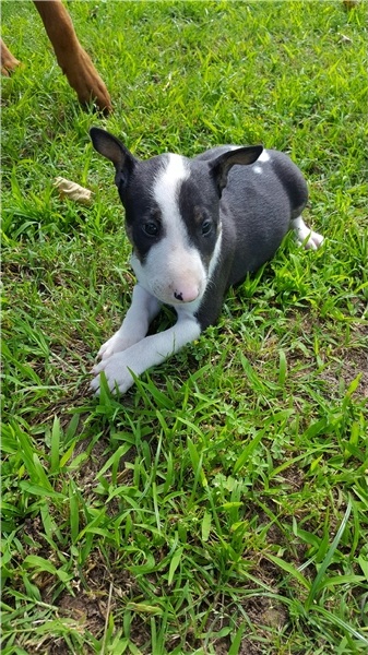 Cucciolo di Bull terrier in pronta consegna