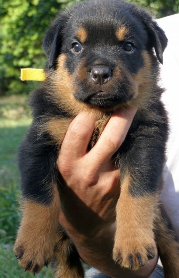 REGALO Cuccioli di rottweiler 1 femmine e un maschietto.