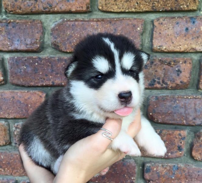  cuccioli di Sibarian husky  ( per regalo )