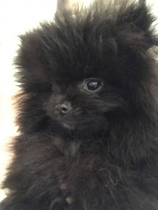 Regalo Cuccioli di Pomeranian Toy