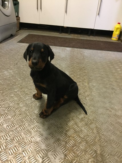 Regalo adorabili cuccioli Dobermann femminucce e maschietti