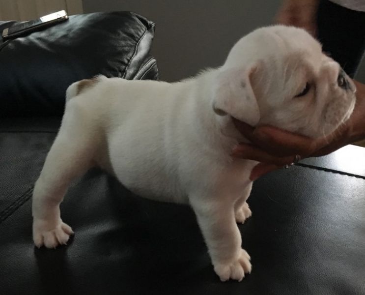 Regalo Bulldog inglese cuccioli disponibili