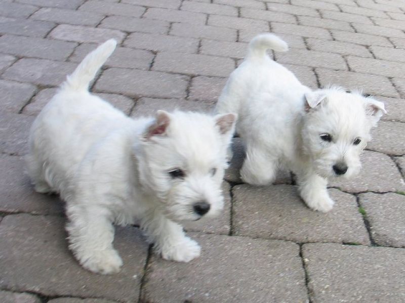 Cuccioli di West highland ( per regalo )