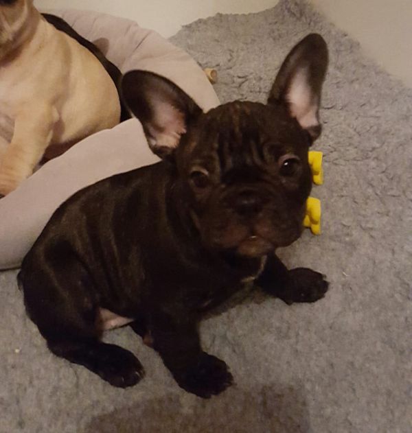  regalo cuccioli di Bulldog Francese disponibili per l'adozione