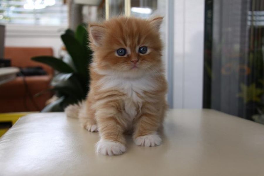Gattino Persiano