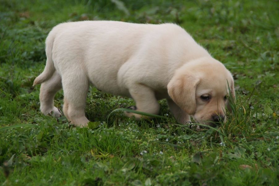  cuccioli di labrador  per adozione ( maschio e femmina )