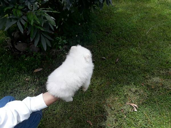 Offriamo ottimi cuccioli di Volpino di Pomerania 2 Maschietti e 1 Femminucce, 