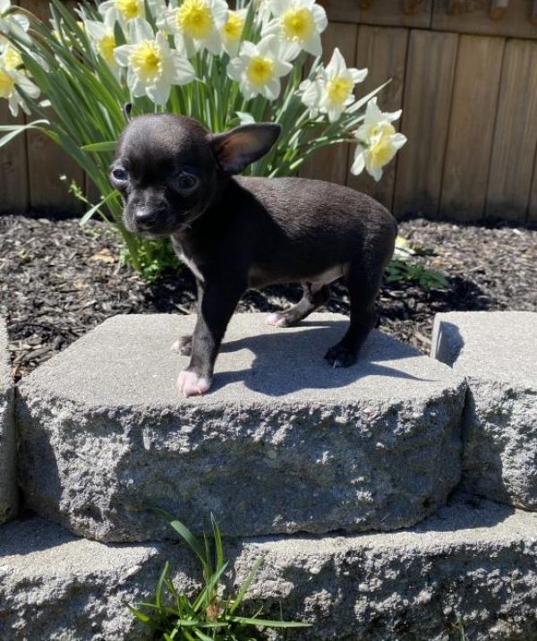 Chihuahua cuccioli introvabili cuccioli di Chihuahua intelligenti e dolcissimi attaccati al padrone