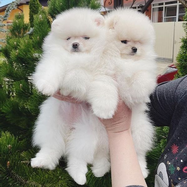 Offro In regalo Cuccioli di POMERANIAN