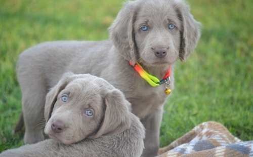 Offro in adozione cucciolata di Weimaraner prestigiosa e favolosi cucciolato e cucciolata di Weimara