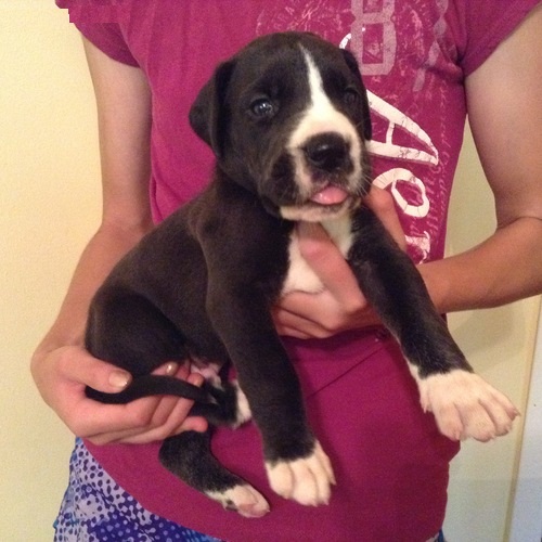 Adorabili cuccioli di ALANO femminucce e maschietti disponibili per l'adozione 