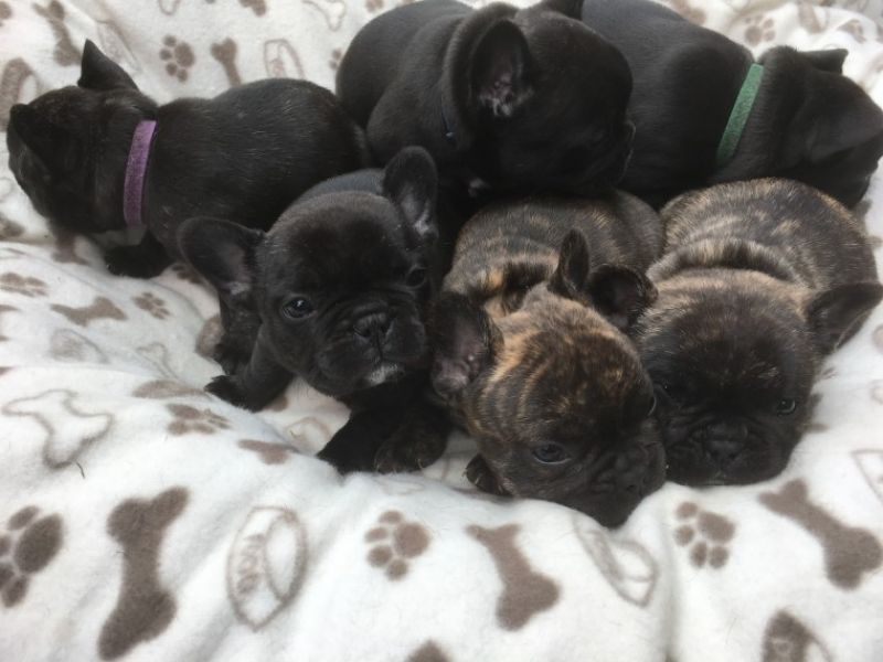 REGALO Cuccioli di Bulldog Francese