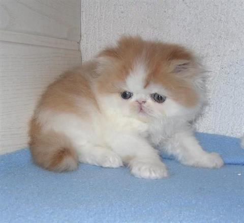 Adorabili cuccioli di persiano gattini femminucce e maschietti disponibili per l'adozione gratuita i