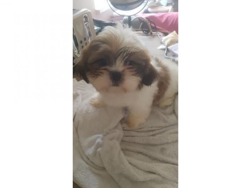 Amabili Shih Tzu cuccioli pronti per rehoming 