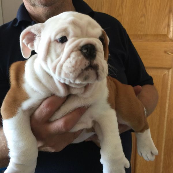 Bella Bulldog inglese cuccioli