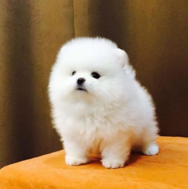 Regalo cuccioli di pomeranian