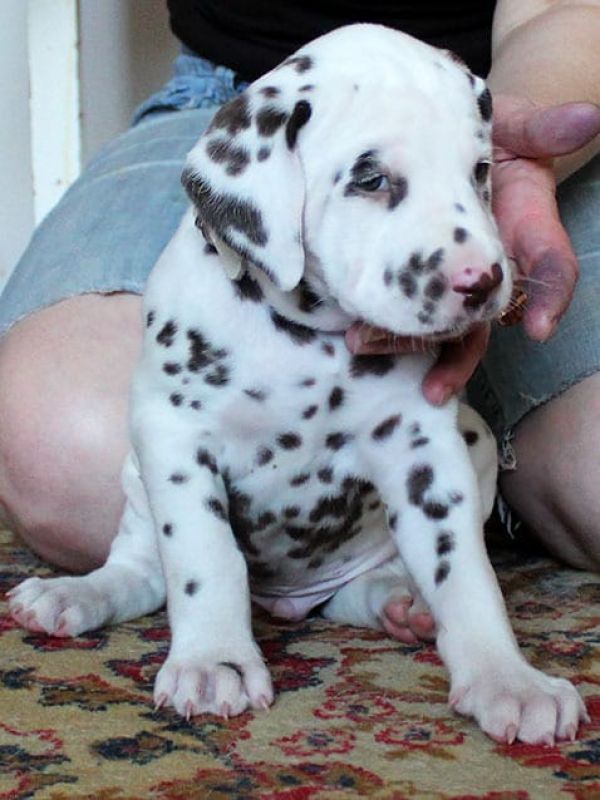  cuccioli di dalmata per adozione per adozione ( maschio e femmina )