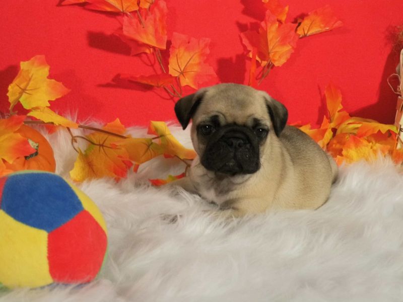 Cuccioli carlino disponibili
