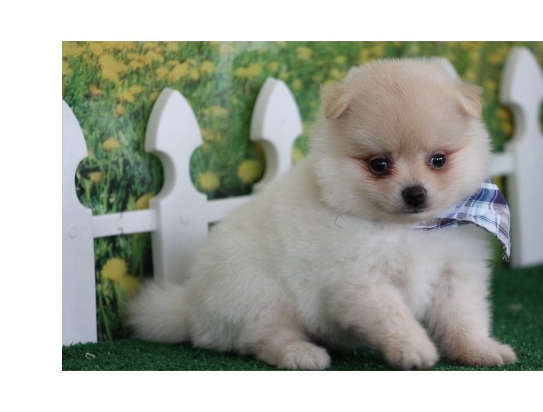 Belle Pomerania cucciole disponibili