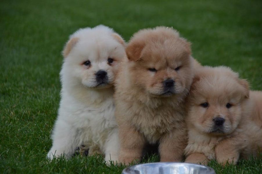  cuccioli di CHOW  CHOW  per adozione ( regalo )