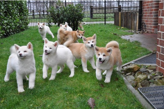~~~bellissimi cuccioli di akita inu REGALO. bellissimi cuccioli di akita inu di circa 3 mesi con is