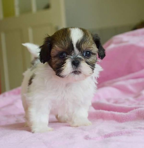  regalo cuccioli di Shih Tzu disponibili per l'adozione