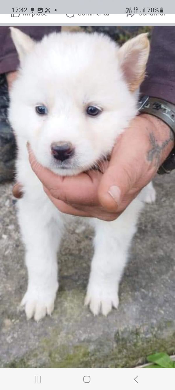 Cuccioli cane da lupo di saarloos 