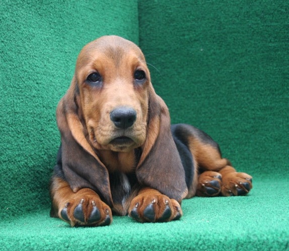 REGALO BELLO Basset Hound CUCCIOLI MASCHI E FEMMINE Bello Basset Hound , Maschio e femmina,  svermin