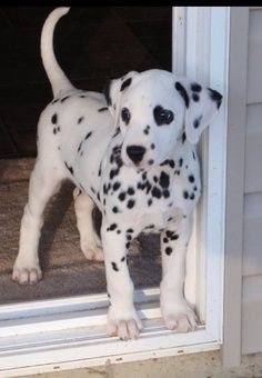 Cucciolo di Dalmata