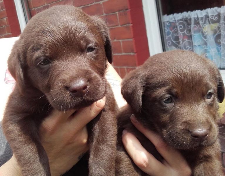 Regalo Labrador Disponiamo di una cucciolata di Labrador, i cuccioli verranno Dato dopo 90 giorni da