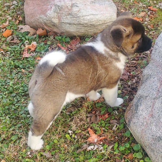 Regalo akita inu