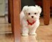 Cuccioli di barboncino bellissimi !!!!