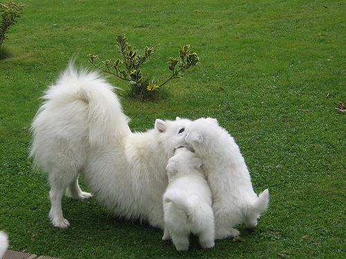  Regalo adorabili cuccioli samoiedo