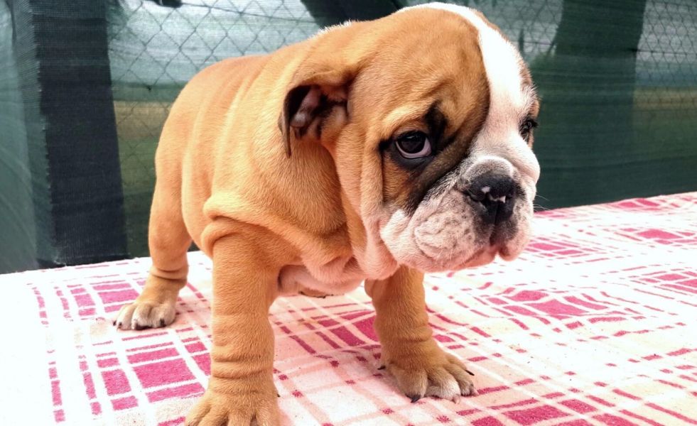  cuccioli di bulldog inglise  ( per regalo )