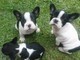 Cuccioli di Bouledogue Francese