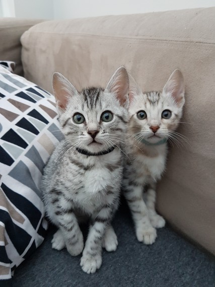 Bellissimi cuccioli bengala disponibili per l'adozione
