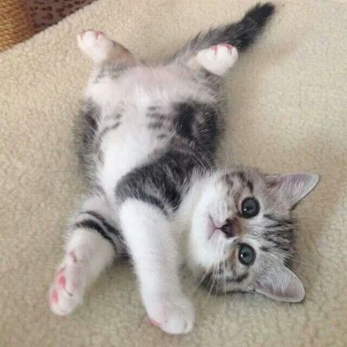 Scottish fold gattini a vostra disposizione