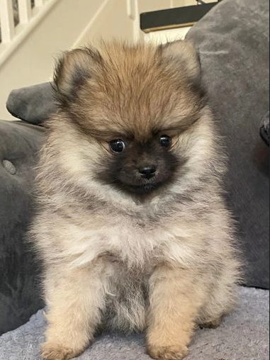 Regarlo Volpino Pomerania cuccioli EMAIL (canine.boutique.pro@gmail.com)