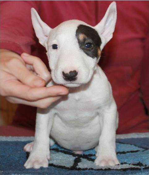 Splendidi cuccioli di bull terrier 