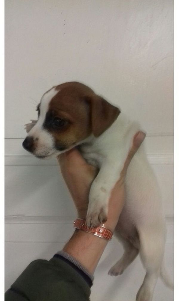 Jack Russell Femminuccia Toy